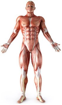 человек, мышцы, тело, спорт, анатомия